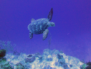 Rum Cay Diving