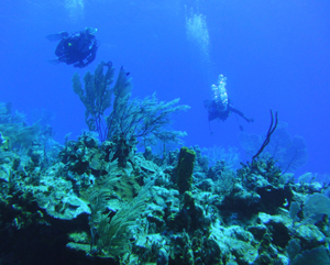Rum Cay Diving